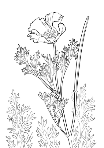 California Poppy Coloring Page